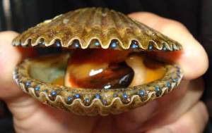 adult-scallop_eyes