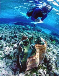 giant_clam_diver