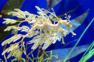leafy_sea_dragon_02