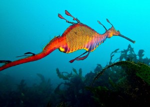 Weedy Sea Dragon2
