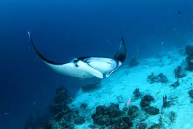 manta swimming2