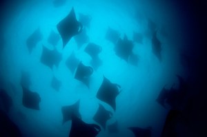mantas feeding
